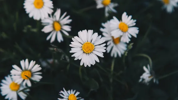 法国、南特、格林、构图、佳能、射击、博克、花朵 法国、南特、格林、构图、佳能、射击、博克、花朵