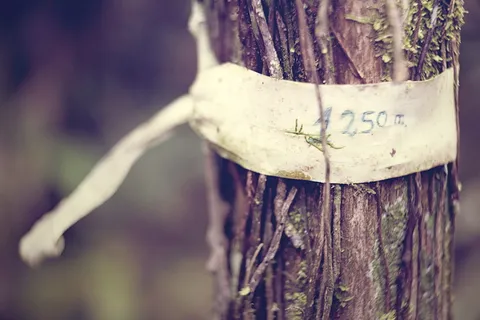 标记、亚马逊、丛林、树木、自然、树皮、文字、信息 标记、亚马逊、丛林、树木、自然、树皮、文字、信息