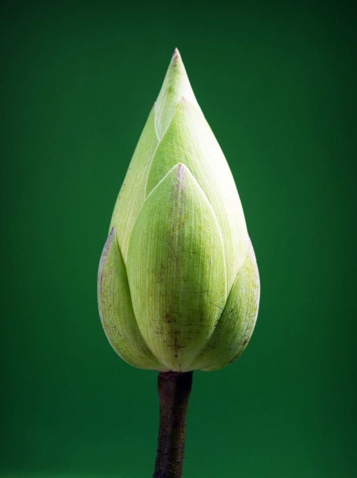 照片，绿色，花蕾，莲花，花，花园，水，概念