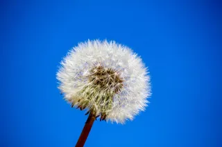 蒲公英，绒毛，自然，生长，夏天，蓝色，花，植物