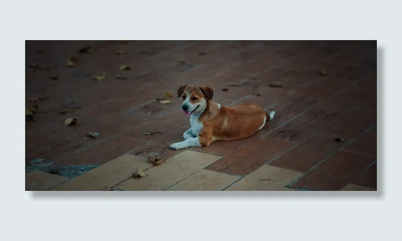 白色和棕色短毛狗躺在拼花地板上