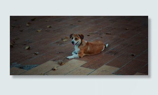 白色和棕色短毛狗躺在拼花地板上