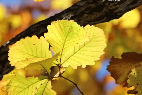 床单,黄叶,秋天,自然,季节,心情,树,森林 床单,黄叶,秋天,自然,季节,心情,树,森林