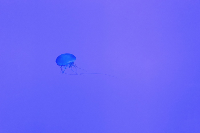 蓝色水母载体艺术