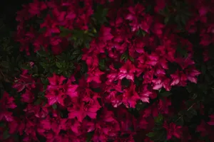 天竺葵，花，植物，花，花瓣，紫色，灌木，植被