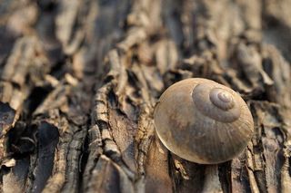 印度，浦那，贝壳，木材，木本，动物和野生动物，动物主题，动物