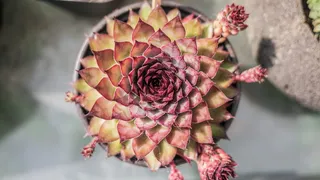 粉红色和橙色多汁植物