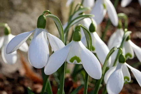 雪花莲,花朵,自然,春天,早花,春天的迹象,春天的花朵,白色 雪花莲,花朵,自然,春天,早花,春天的迹象,春天的花朵,白色
