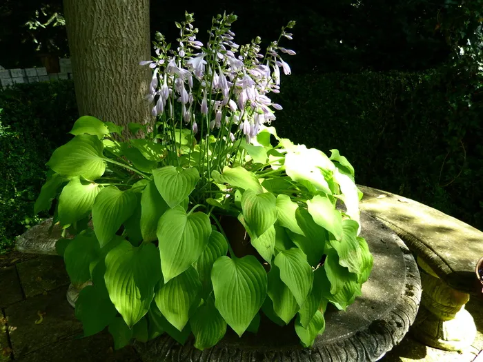 田园诗，花园，长凳，植物，光，花园长凳，植物，光，阴影
