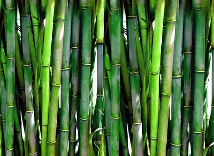 白天的竹子,竹子,白天,竹子,森林,绿色,植物,木材 白天的竹子,竹子,白天,竹子,森林,绿色,植物,木材