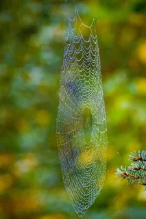 蜘蛛网特写照片