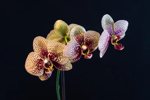 兰花、蝴蝶兰、花朵、春天、黑色背景、植物、摄影棚拍摄、大自然之美 兰花、蝴蝶兰、花朵、春天、黑色背景、植物、摄影棚拍摄、大自然之美