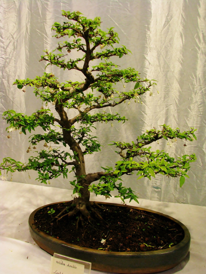采购产品植物，小，盆栽植物，树，花盆，自然，盆景树，装饰