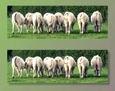 小牛，牛，草地，白色，幼畜，草地，白色，草地，农场