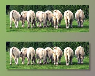 小牛，牛，草地，白色，幼畜，草地，白色，草地，农场