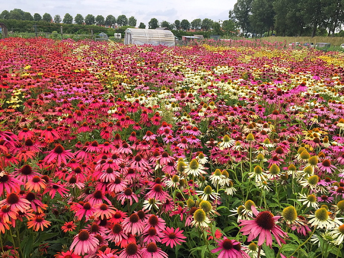 紫锥花, 花, 原野, 植物, 花园, 松果菊, 补救, 健康