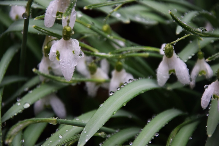 雪花莲、春天、伦茨、自然、花朵、白色、关闭、春天的迹象