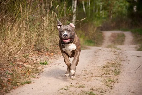 狗,跑步,比赛,阿姆斯塔夫,斯塔福德,斗牛犬,沙子,一只动物 狗,跑步,比赛,阿姆斯塔夫,斯塔福德,斗牛犬,沙子,一只动物
