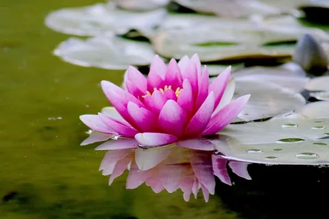 自然,夏天,紫色,花园,水生,美丽,盛开,盛开 自然,夏天,紫色,花园,水生,美丽,盛开,盛开