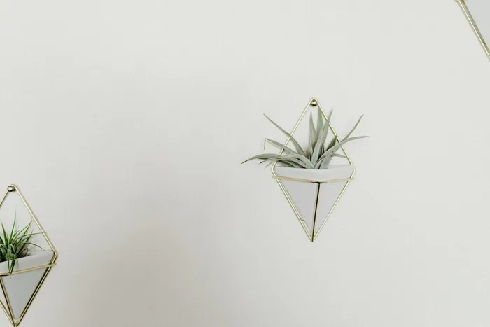 自然, 生活, 艺术, 悬挂艺术, 家, 黄金, 心, 植物