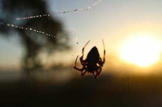 美国，巴布森公园，老虎溪保护区，无脊椎动物，昆虫，动物主题，野生动物，野生动物