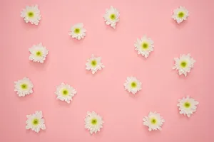 粉色墙上有白色和黄色的花