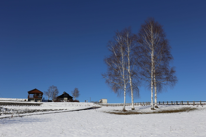 北海道，树，雪，天空，晴朗的天空，蓝色，寒冷的温度，冬天