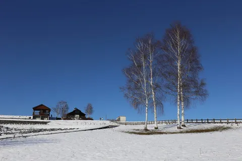 北海道,树,雪,天空,晴朗的天空,蓝色,寒冷的温度,冬天 北海道,树,雪,天空,晴朗的天空,蓝色,寒冷的温度,冬天