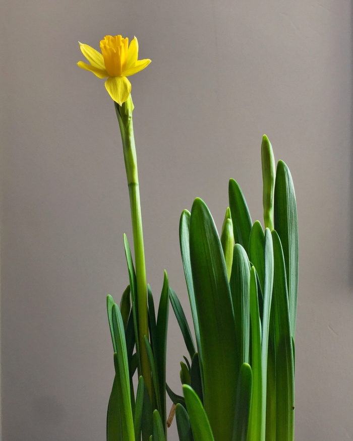 植物，花，花，水仙花，gijón，calle río piloña，西班牙，石蒜科