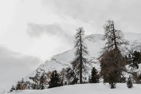 白雪皑皑的山上,黑色的枯树 白雪皑皑的山上,黑色的枯树