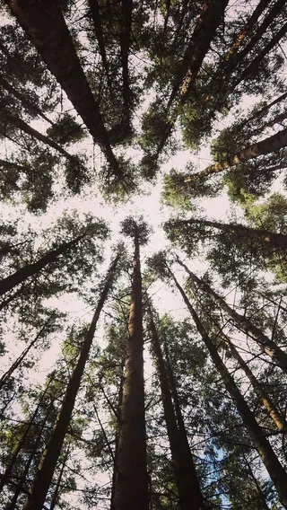 森林，树木，自然，绿色，木材，绿色，木材，环境，自然