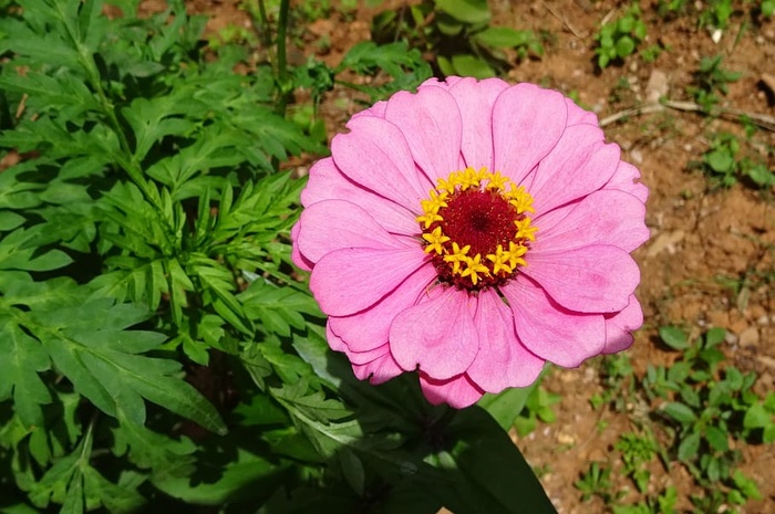 百日草，花朵，粉色，植物，植物，花园，花朵，自然
