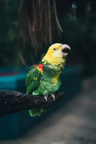 绿黄鸟毛绒玩具