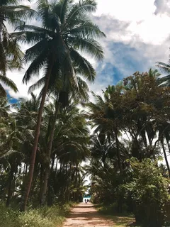 菲律宾，巴拉望，步行，体验，海滩，树木，自然，夏天