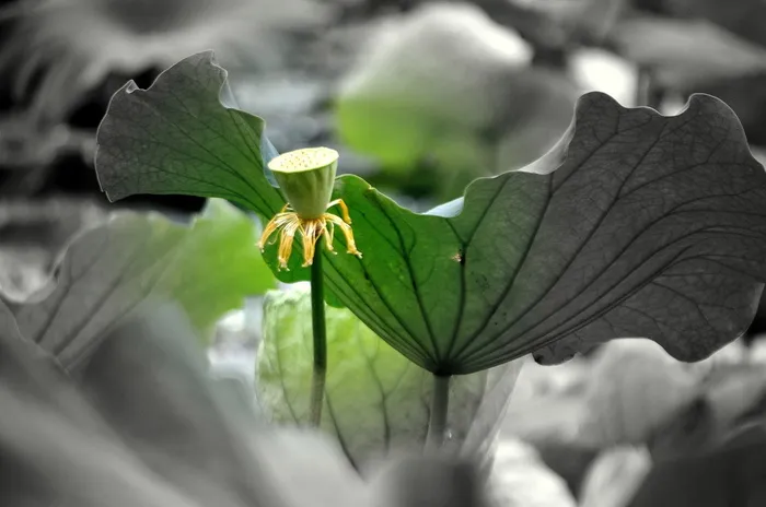 莲花、花、水、植物、茎、叶、荚果、种子