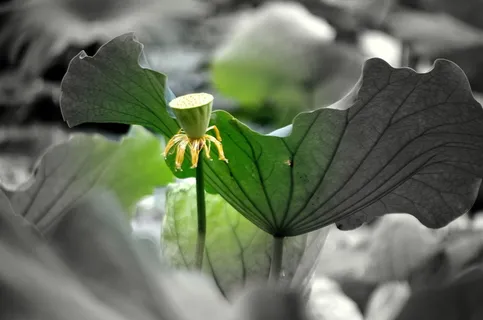 莲花、花、水、植物、茎、叶、荚果、种子 莲花、花、水、植物、茎、叶、荚果、种子