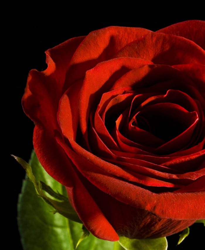 con2011，鲜花，新鲜，礼物，孤立，照片，红色，浪漫