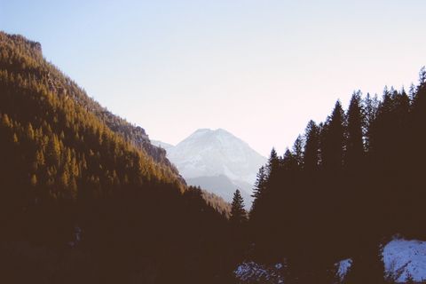 剪影,松树,绿色,森林,近,山,蓝色,天空 剪影,松树,绿色,森林,近,山,蓝色,天空