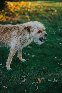 秋天花园里的狗