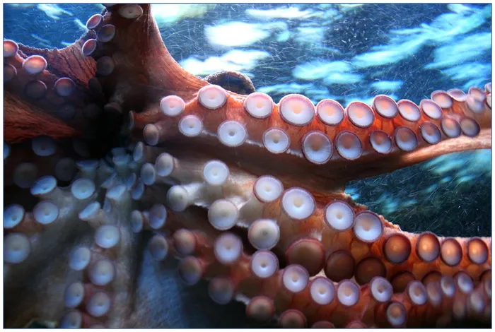 章鱼，动物，鱼，水，海，海洋，海洋生物，海洋生物