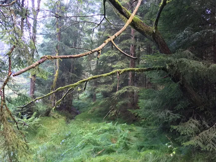 森林，德国，蕨类，苔藓，巴伐利亚州，树木，绿色，郁郁葱葱