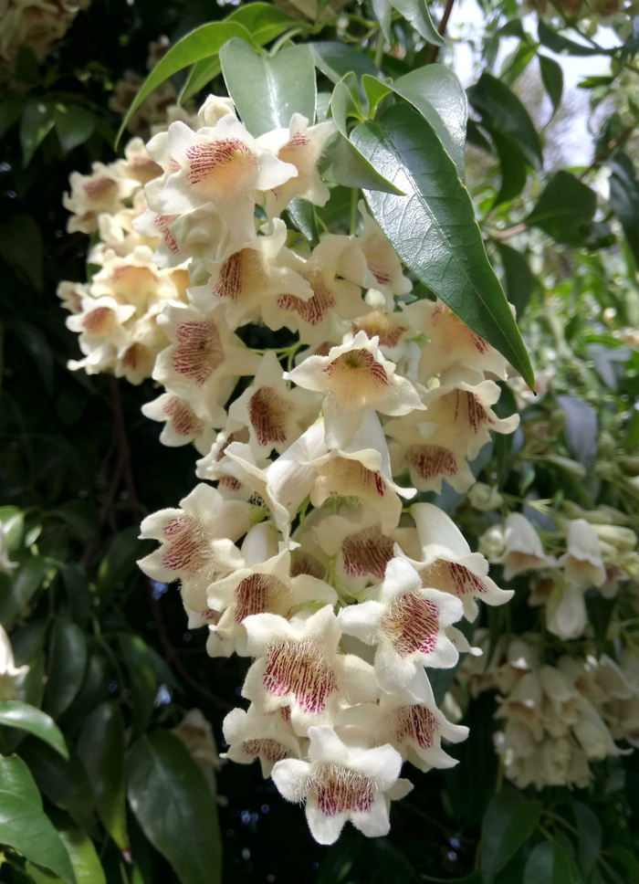 wonga wonga藤蔓植物，花朵，钟形，白色，红色条纹，潘多拉潘多拉，自然，植物群