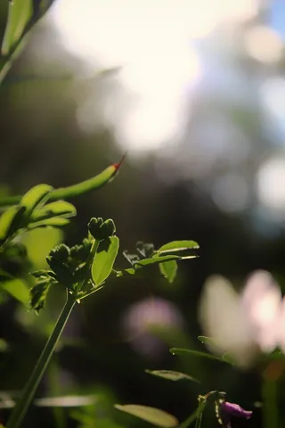 美国，水牛，春天，生长，阳光，明亮，新，森林