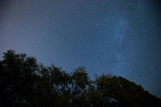 树，空间，天文学，恒星-空间，夜晚，植物，天空，风景-自然