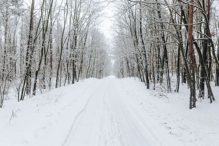 森林里的一条雪路