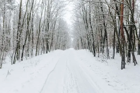 森林里的一条雪路 森林里的一条雪路