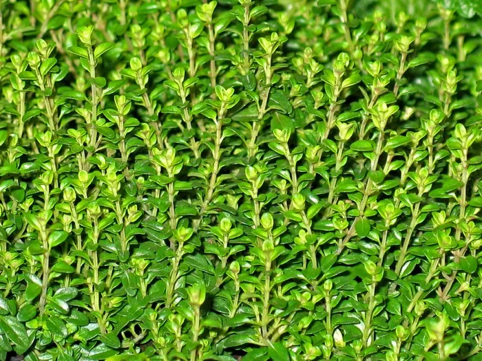 采购产品绿色植物，百里香，药草，野生药草，植物，香料，厨房香料，美味