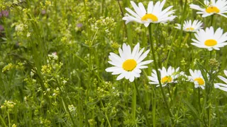 雏菊，夏天，草地，花，白色，关键词fotomontáž，花园，植物