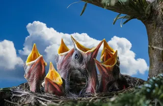 特写摄影，孵化鸟，自然，动物，鸟，黑鸟，巢，黑鸟巢