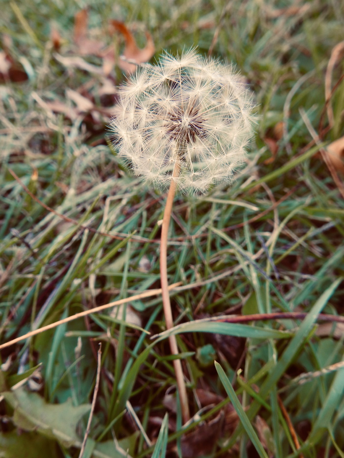 美国樱桃山，特写，宏观，柔软，自然，蓬松，细腻